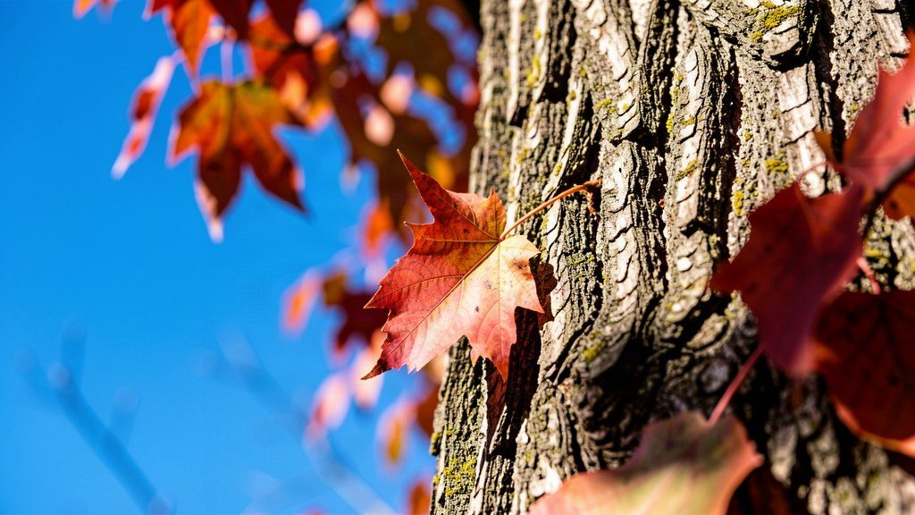 Tree care advice from Dallas arborists — blog photo
