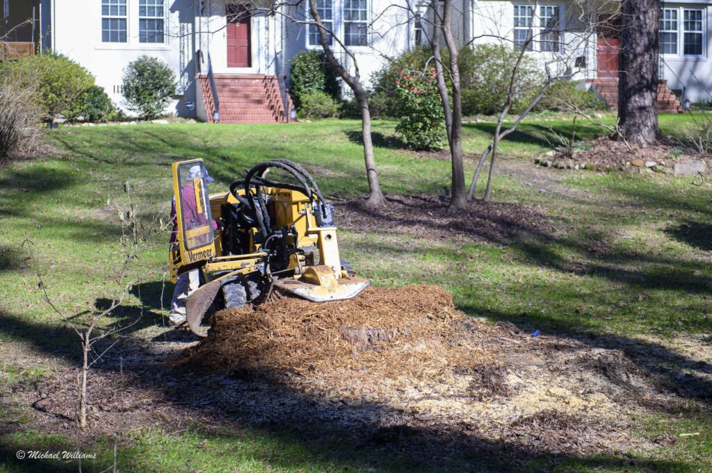 Stump Grinding and Removal Service in Dallas, Texas