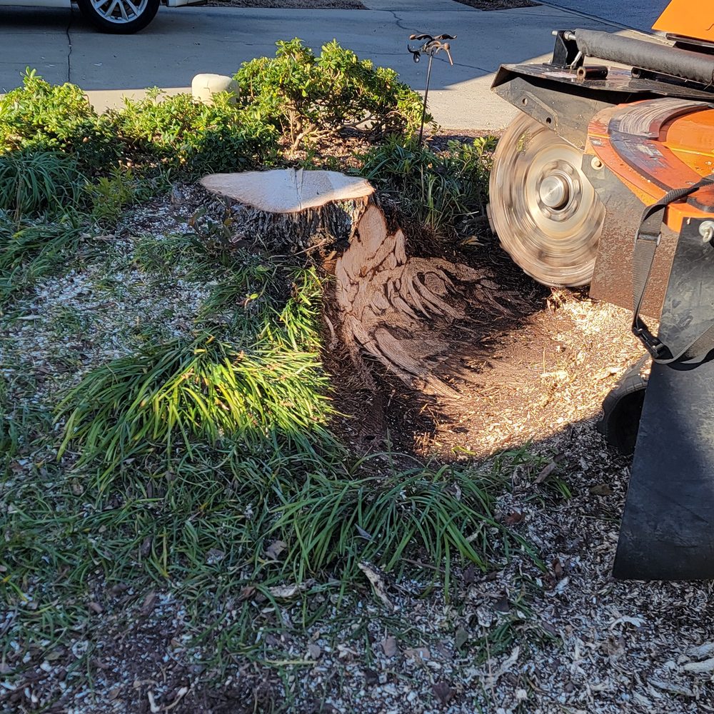 Stump Grinding and Removal Service in Dallas, Texas