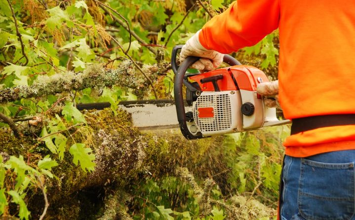 Tree Removal Service in Dallas, Texas