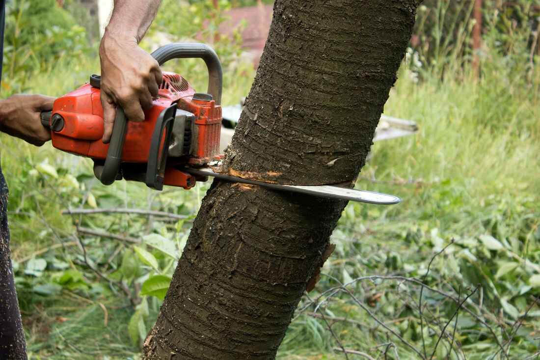 Tree Removal Service in Dallas, Texas