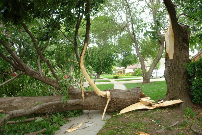 Emergency Tree Services in Dallas, Texas