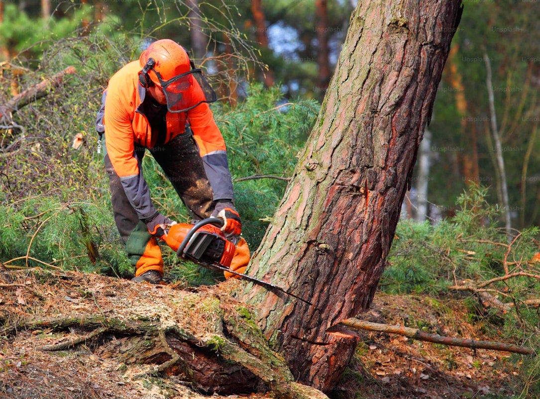 Tree Removal Service in Dallas, Texas