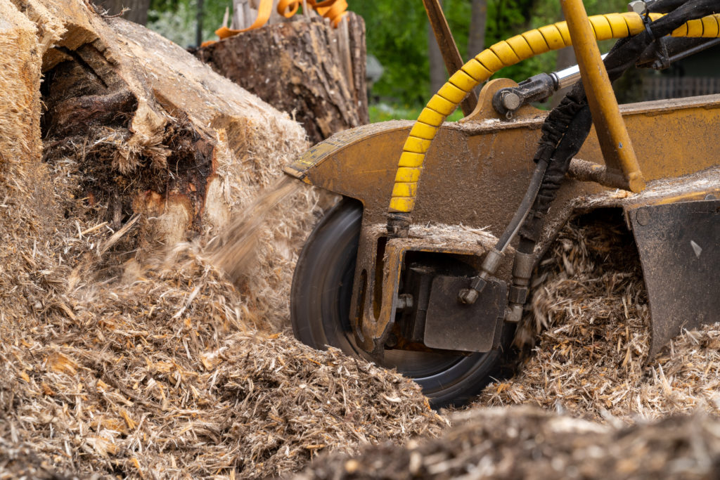 Stump Grinding and Removal Service in Dallas, Texas