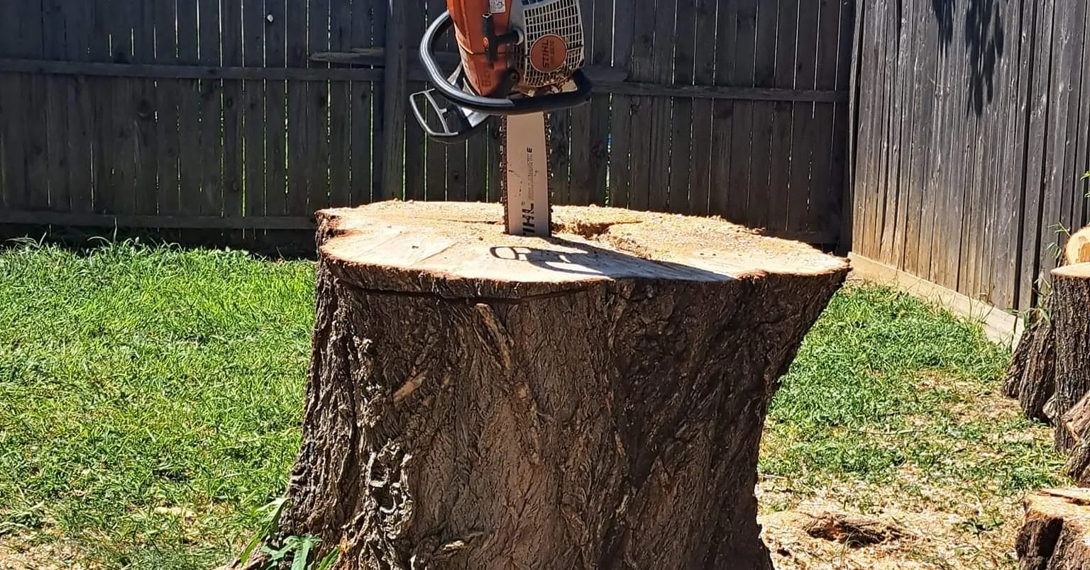 Tree Removal Service in Dallas, Texas