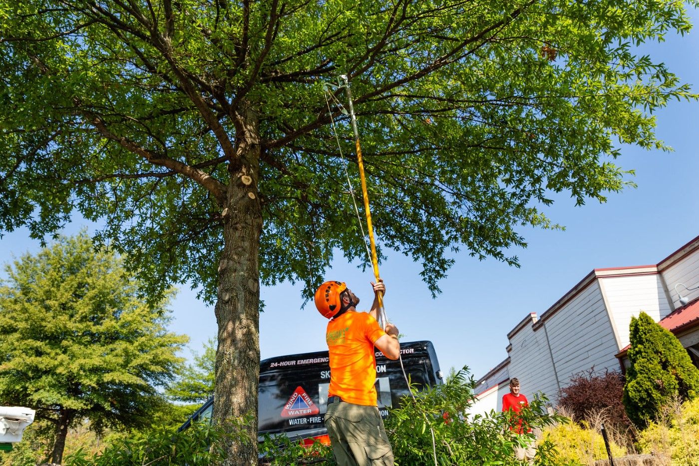 Tree Pruning and Trimming Service in Dallas, Texas