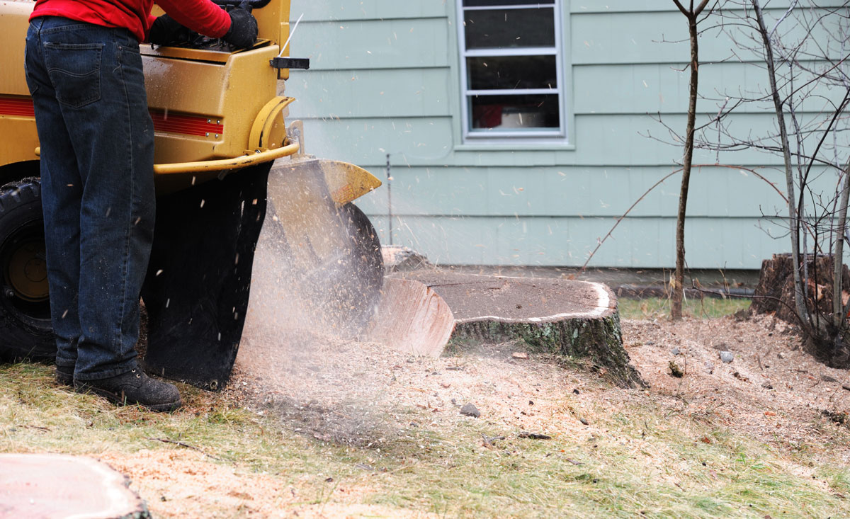 Stump Grinding and Removal Service in Dallas, Texas