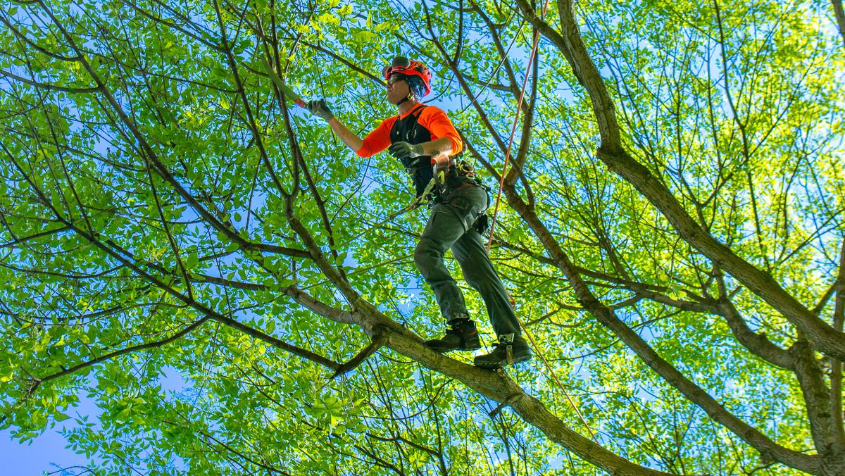 Tree Pruning and Trimming Service in Dallas, Texas