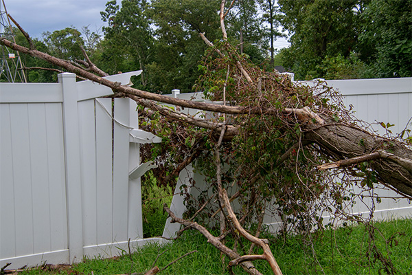 Emergency Tree Services in Dallas, Texas