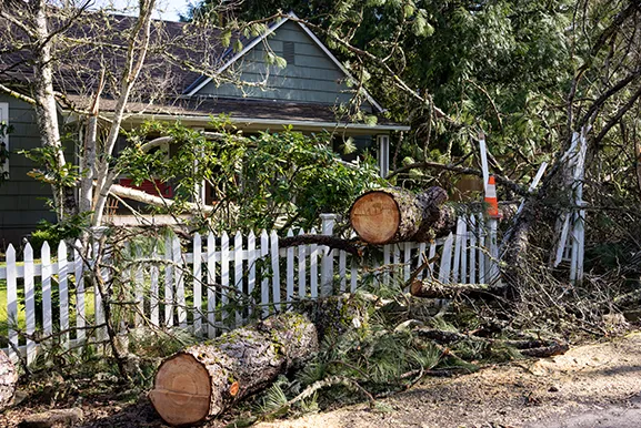 Emergency Tree Services in Dallas, Texas