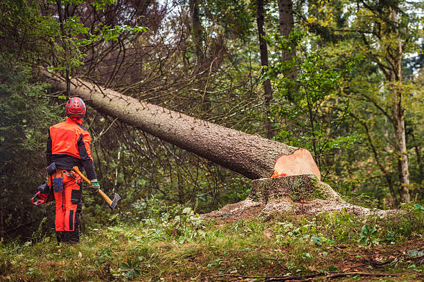 Tree Removal Service in Dallas, Texas