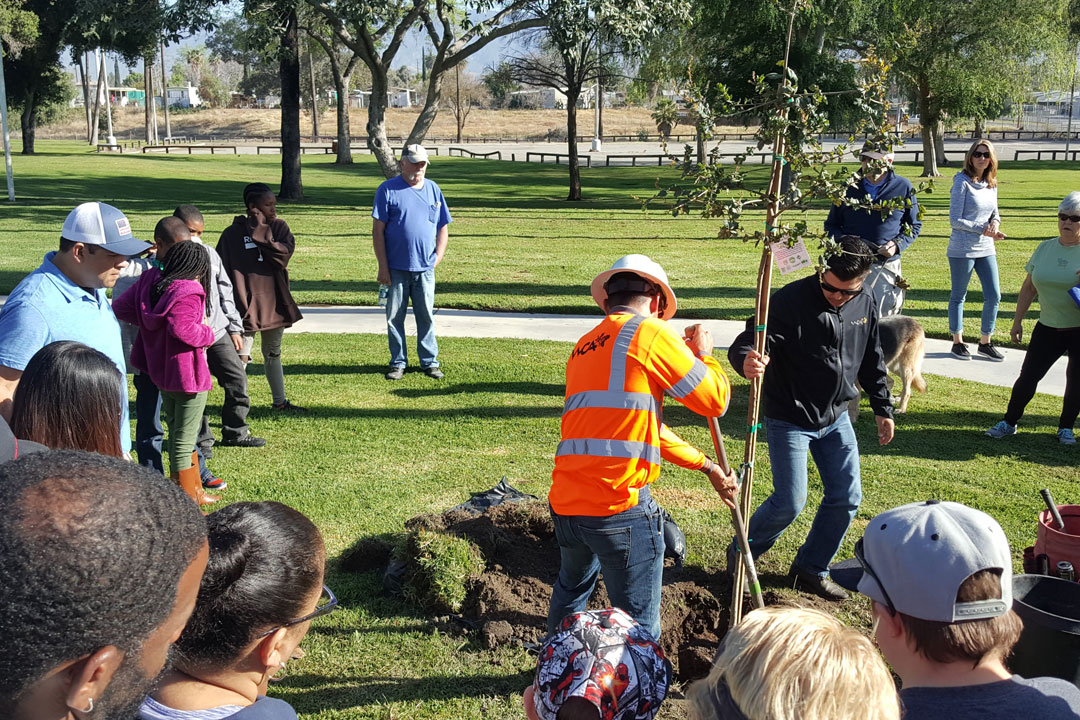 Tree Planting Services in Dallas, Texas