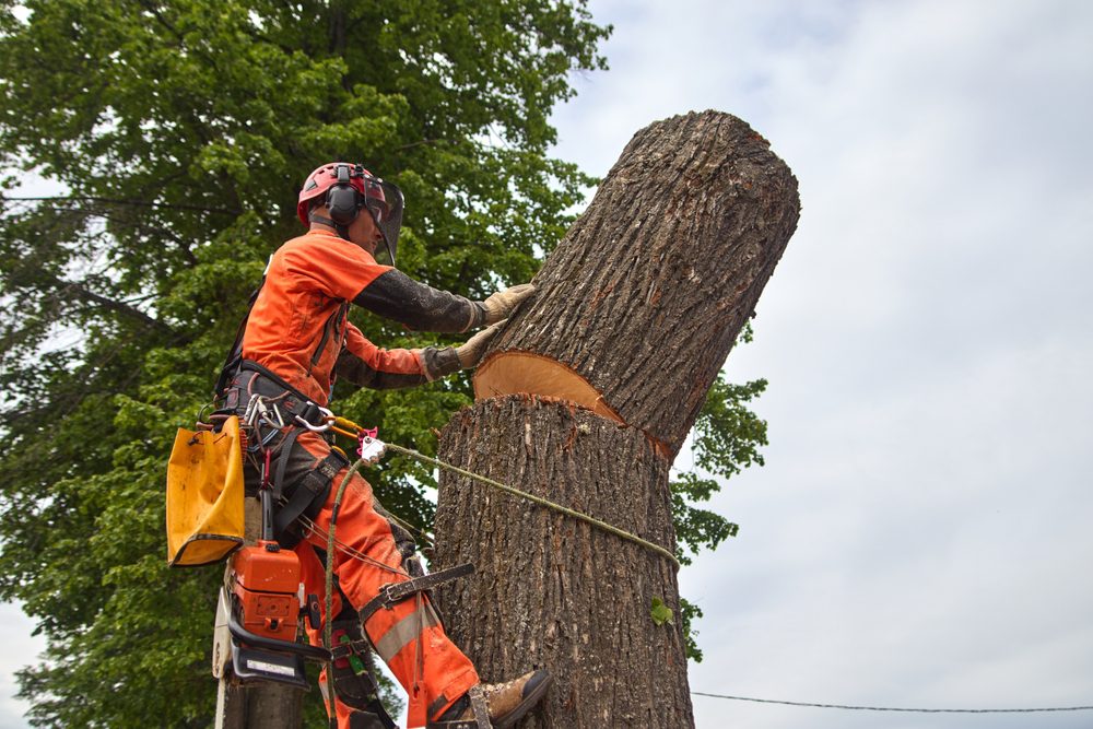 Tree Removal Service in Dallas, Texas