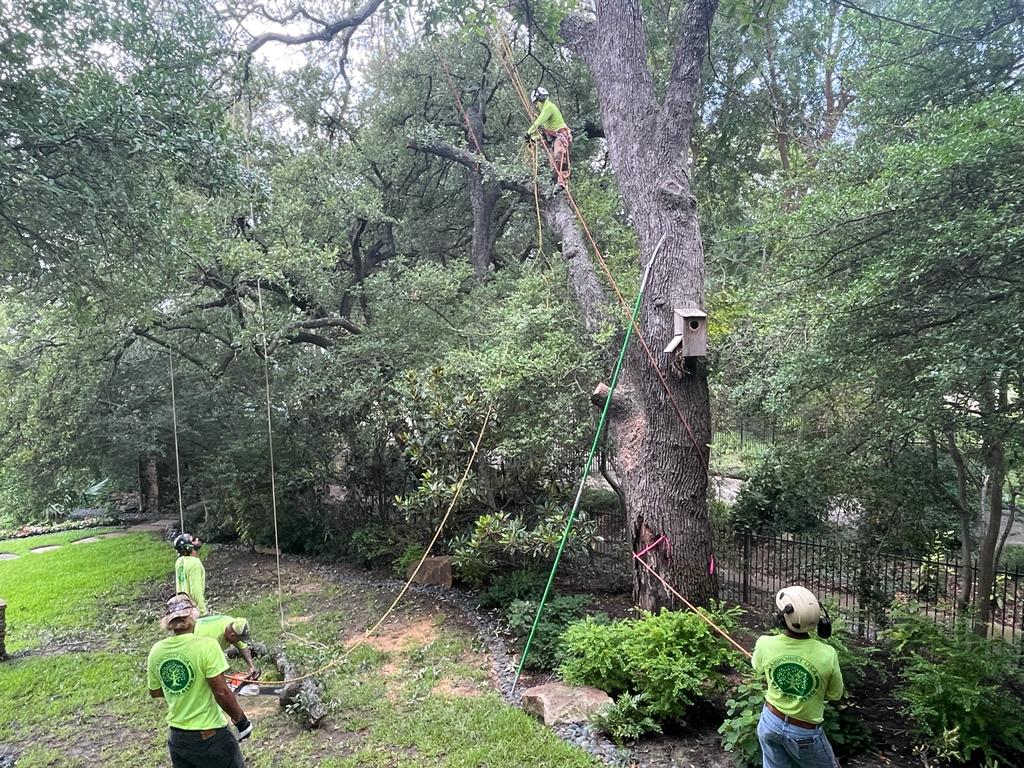 Dallas Tree Removal services