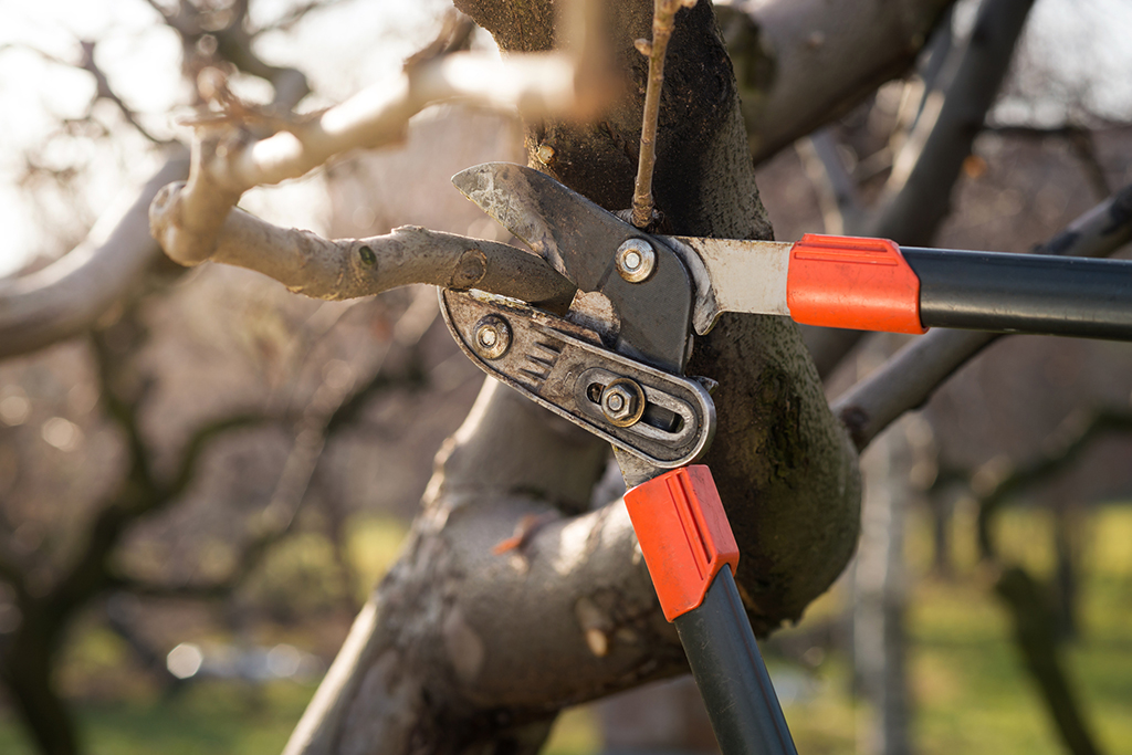 Tree Pruning and Trimming Service in Dallas, Texas