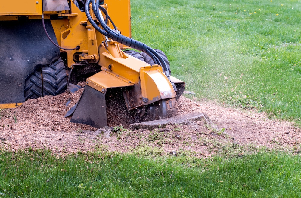 Stump Grinding and Removal Service in Dallas, Texas