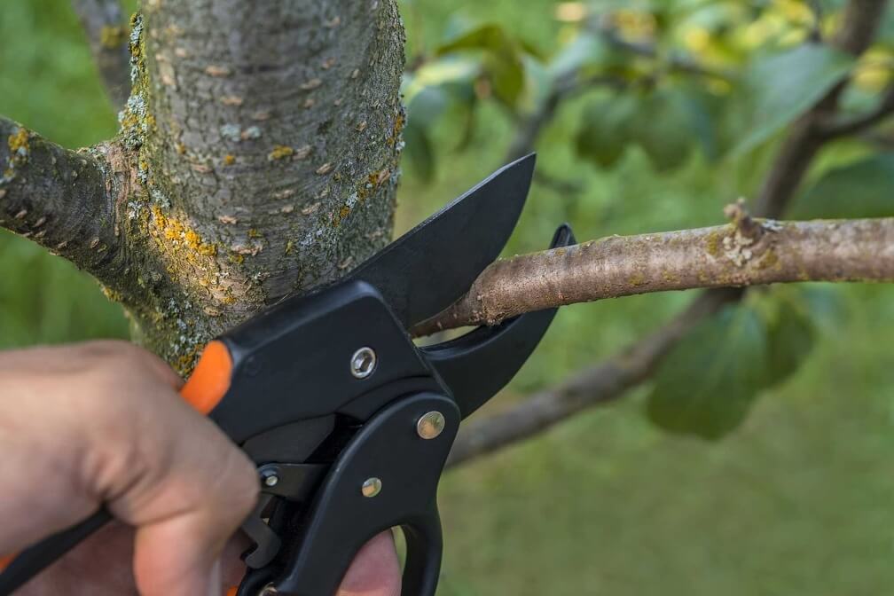 Tree Pruning and Trimming Service in Dallas, Texas