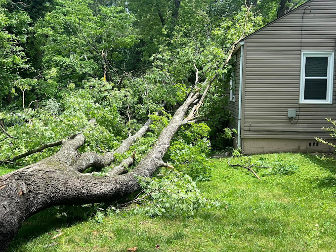 Emergency Tree Services in Dallas, Texas