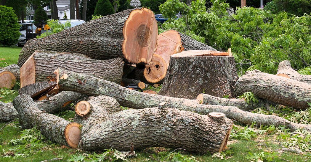 Tree Removal Service in Dallas, Texas