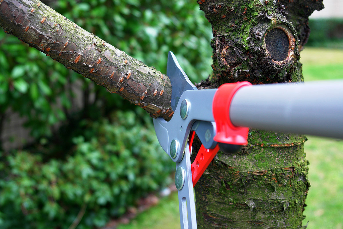 Tree Pruning and Trimming Service in Dallas, Texas