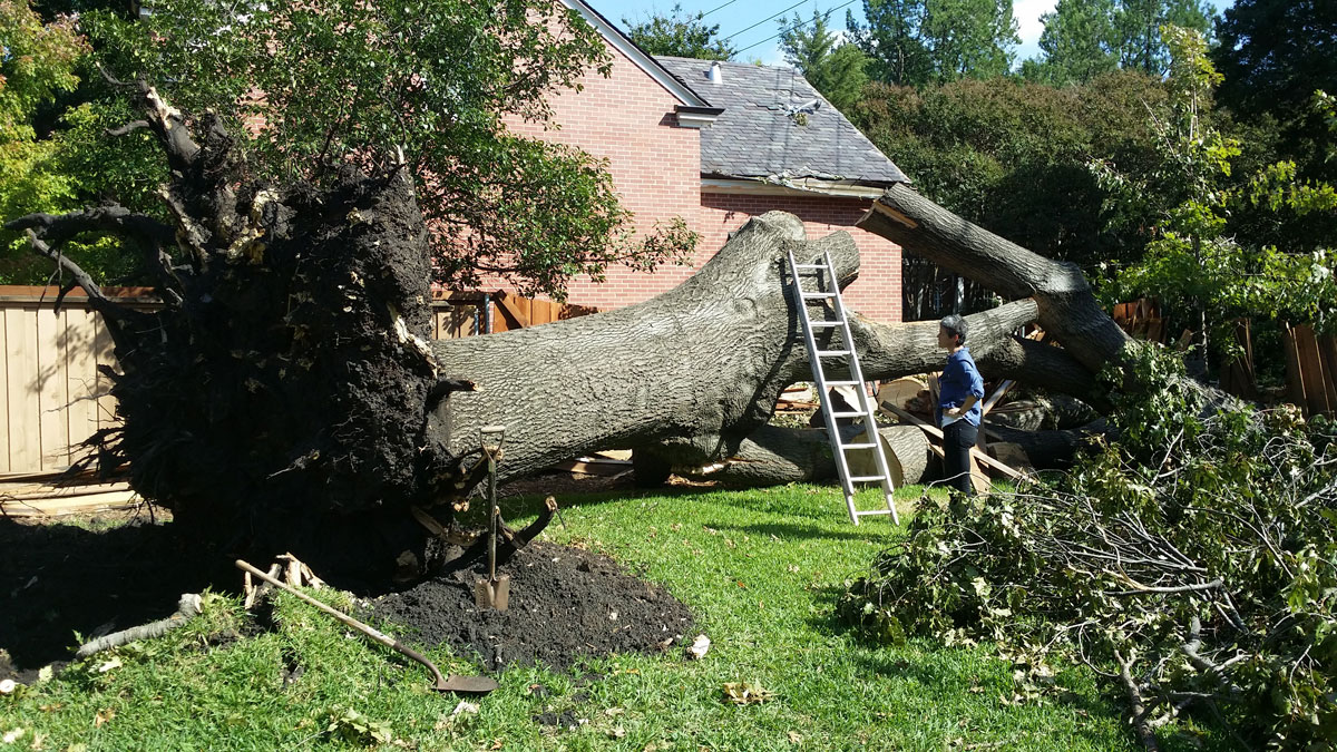 Emergency Tree Services in Dallas, Texas