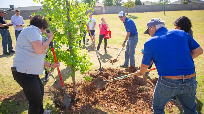 Tree Planting Services in Dallas, Texas