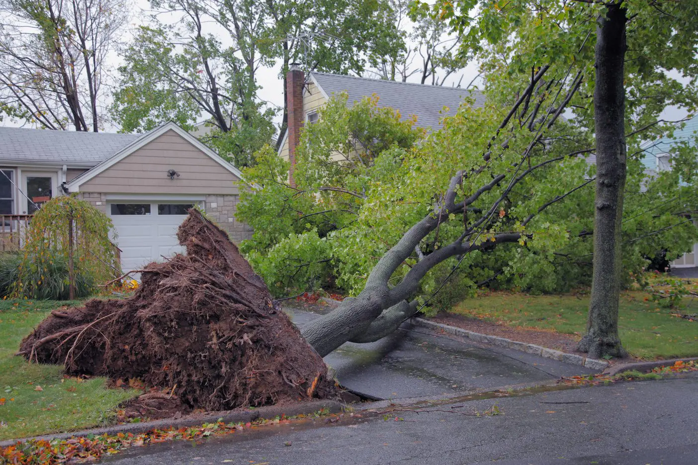 Emergency Tree Services in Dallas, Texas