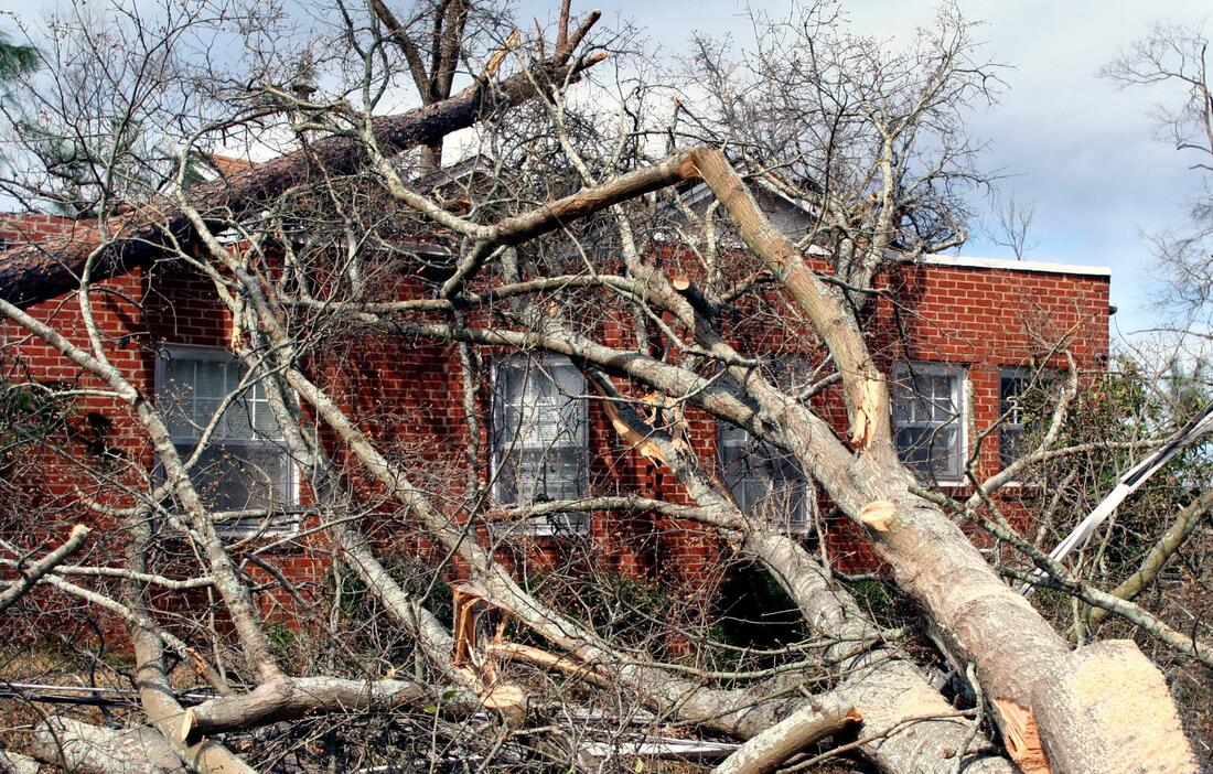 Emergency Tree Services in Dallas, Texas