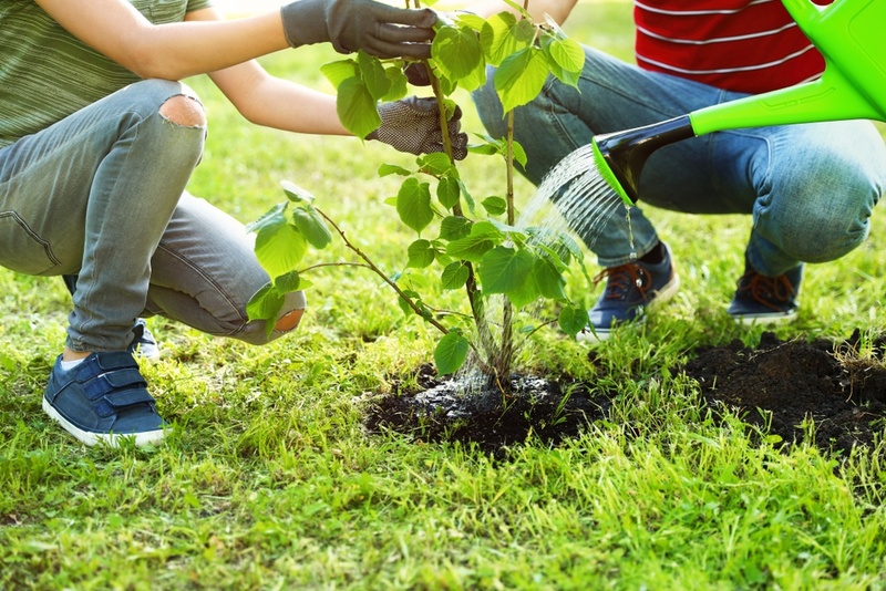 Tree Planting Services in Dallas, Texas