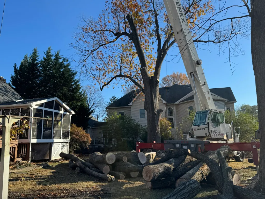 Dallas Tree Removal services