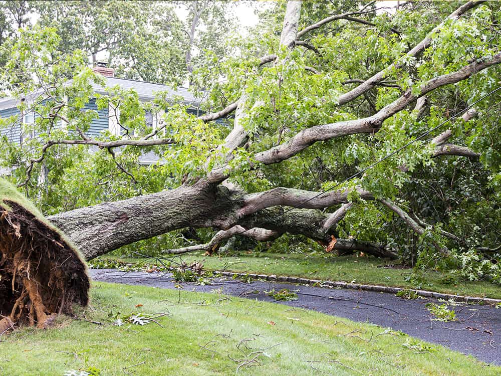 Emergency Tree Services in Dallas, Texas