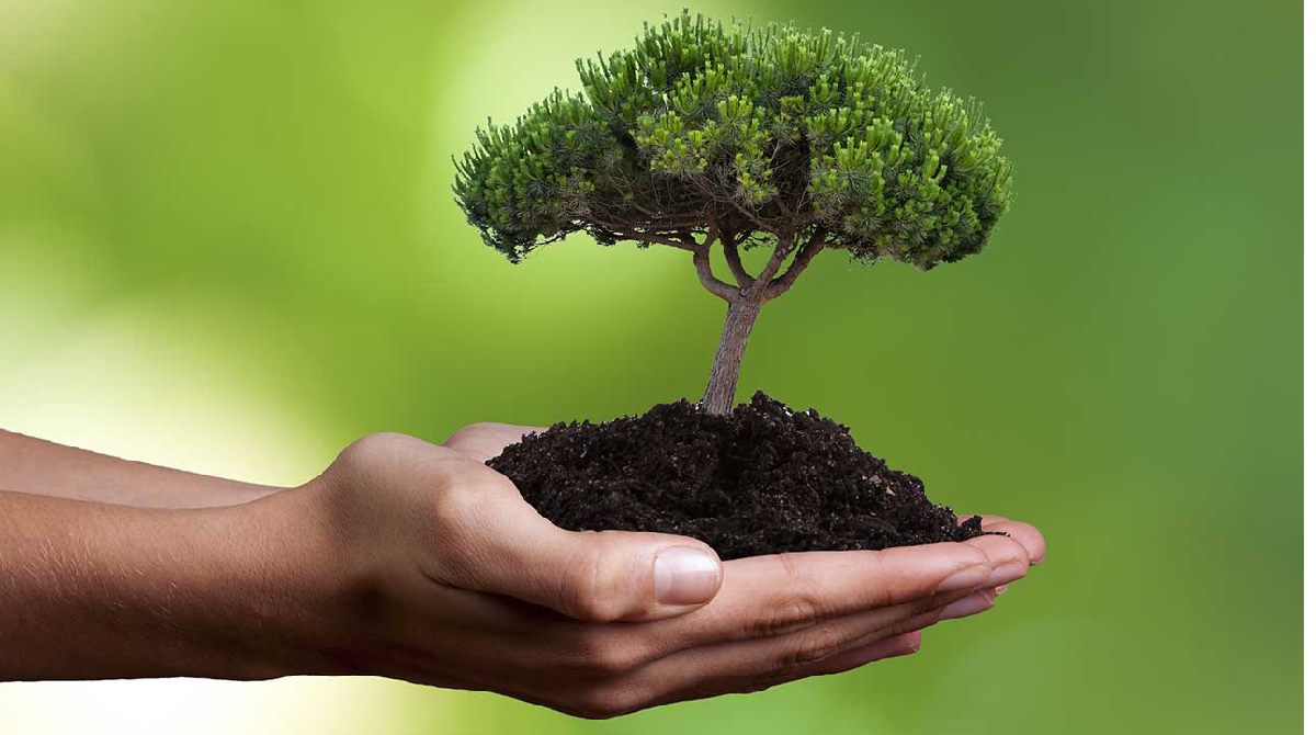 Tree Planting Services in Dallas, Texas