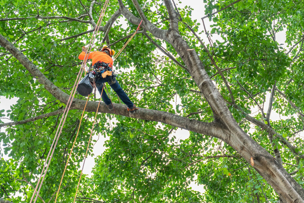 Tree Pruning and Trimming Service in Dallas, Texas