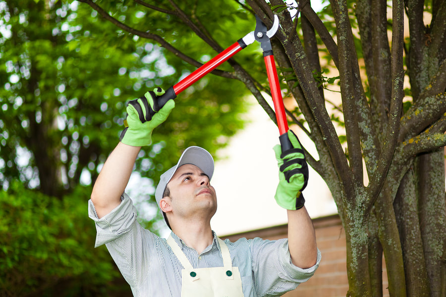 Tree Pruning and Trimming Service in Dallas, Texas