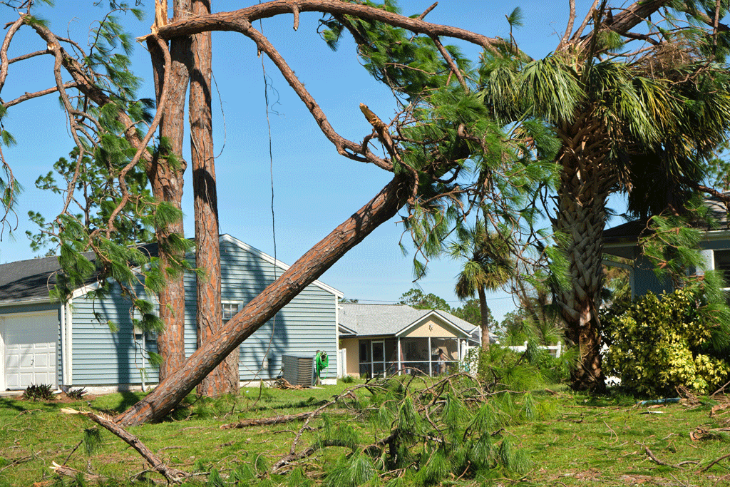 Emergency Tree Services in Dallas, Texas