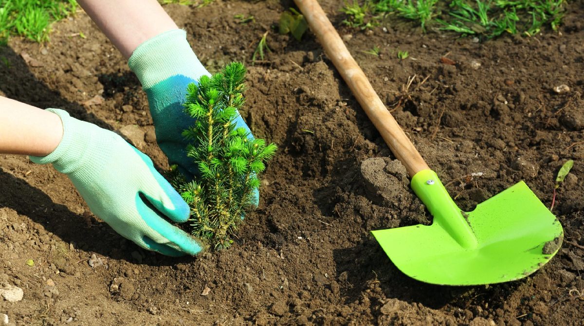 Tree Planting Services in Dallas, Texas