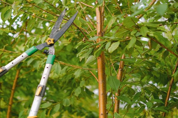 Tree Pruning and Trimming Service in Dallas, Texas